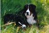 Berner Sennenhund Foto: Otto mit seinem kleinen Bruder Rolf (ID 33481) Berner Sennenhund Hund
