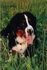 Berner Sennenhund Foto: Rolf im Urlaub (ID 33482) Berner Sennenhund Hund