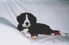 Berner Sennenhund Foto: Ronja im Oktober 2003 (ID 14148) Berner Sennenhund Hund