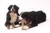 Berner Sennenhund Foto: Sally und Igor vom Scharrhof (ID 5379) Berner Sennenhund Hund