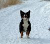 Berner Sennenhund Foto: Sally in ihrem Element... (ID 25155) Berner Sennenhund Hund