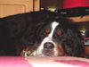 Berner Sennenhund Foto: Sally kurz vorm einschlafen (ID 25157) Berner Sennenhund Hund