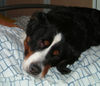 Berner Sennenhund Foto: Sally dort, wo sie eigentlich nicht rein darf... (ID 25156) Berner Sennenhund Hund