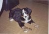 Berner Sennenhund Foto: Sheila mit 8 Wochen (ID 4661) Berner Sennenhund Hund