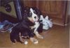 Berner Sennenhund Foto: Sheila mit 8 Wochen (ID 4662) Berner Sennenhund Hund