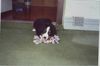 Berner Sennenhund Foto: Sheila mit 8 Wochen (ID 4663) Berner Sennenhund Hund