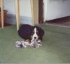 Berner Sennenhund Foto: Sheila mit 8 Wochen (ID 4664) Berner Sennenhund Hund