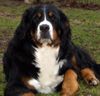 Berner Sennenhund Hund