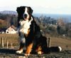 Berner Sennenhund Foto: Theo in Hagnau (ID 20077) Berner Sennenhund Hund