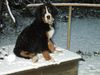 Berner Sennenhund Foto: Unsere Tony - geboren am 9.9.03 (ID 7698) Berner Sennenhund Hund