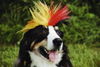 Berner Sennenhund Foto: Max im WM-Wahn (ID 32452) Berner Sennenhund Hund