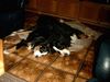 Berner Sennenhund Foto: Psssst!!Bitte nicht wecken,,, (ID 6053) Berner Sennenhund Hund