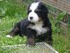 Berner Sennenhund Foto: Bandita 5 Wochen (ID 21560) Berner Sennenhund Hund