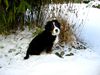 Berner Sennenhund Foto: Yule 10 Woche alt. Gefroren hat es heuer noch gar kein festes Eis. Die Yule steht am Weiher (ID 27722) Berner Sennenhund Hund