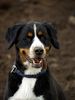 Berner Sennenhund Foto: Mein kleines Schweinchen (ID 25396) Berner Sennenhund Hund