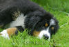 Berner Sennenhund Foto: *müdebin* (ID 34181) Berner Sennenhund Hund