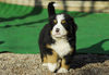 Berner Sennenhund Foto: I´m the king (ID 36204) Berner Sennenhund Hund