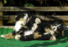 Berner Sennenhund Foto: Pfotensalat ;-) (ID 36205) Berner Sennenhund Hund