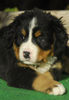 Berner Sennenhund Foto: Knuffig (ID 36206) Berner Sennenhund Hund