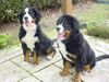 Berner Sennenhund Foto: Abbeygail en Amalia-babs from channel sight (ID 9797) Berner Sennenhund Hund