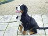 Berner Sennenhund Foto: Abbeygail from channel sight (ID 9798) Berner Sennenhund Hund