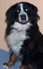 Berner Sennenhund Foto: Mein schatzi Sina (ID 43102) Berner Sennenhund Hund