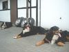 Berner Sennenhund Foto: Unsere 3 Rüden Max(4), Toni(2) und Potterjoe(2) (ID 12308) Berner Sennenhund Hund