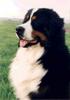 Berner Sennenhund Foto: Angelo (ID 739) Berner Sennenhund Hund
