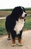 Berner Sennenhund Foto: Angelo (ID 740) Berner Sennenhund Hund