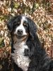 Berner Sennenhund Foto: Berner Sennenhunde sind immer lustig (ID 8848) Berner Sennenhund Hund