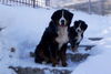 Berner Sennenhund Foto: allevamento bovaro del bernese Trentino Alto Adige IT (ID 26975) Berner Sennenhund Hund
