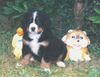 Berner Sennenhund Foto: Berner sennen vom Adlerhorst (ID 14193) Berner Sennenhund Hund