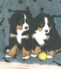Berner Sennenhund Foto: Berner sennen vom Adlerhorst (ID 14195) Berner Sennenhund Hund