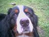 Berner Sennenhund Foto: Was meint ihr, hab ich den Hundeblick drauf?! (ID 22522) Berner Sennenhund Hund