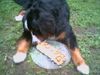 Berner Sennenhund Foto: Mein erster Geburtstag! (ID 22524) Berner Sennenhund Hund