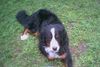 Berner Sennenhund Foto: Was meint ihr, hab ich den Hundeblick drauf?! (ID 22523) Berner Sennenhund Hund