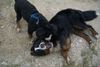 Berner Sennenhund Foto: Der kleine hat mich besiegt..... (ID 22910) Berner Sennenhund Hund
