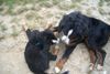 Berner Sennenhund Foto: Balou mit seinem Baby-Freund (ID 22911) Berner Sennenhund Hund