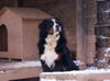 Berner Sennenhund Foto: bovaro del bernese allevamento amatoriale Trentino alto Adige IT (ID 26976) Berner Sennenhund Hund