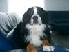 Berner Sennenhund Hund