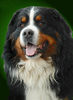 Berner Sennenhund Foto: Berner Sennenhund (ID 24574) Berner Sennenhund Hund