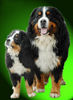 Berner Sennenhund Foto: Berner Sennenhunde (ID 24576) Berner Sennenhund Hund