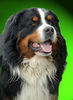 Berner Sennenhund Foto: Boxerwelpe (ID 24572) Berner Sennenhund Hund