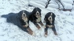 Berner Sennenhund Hund