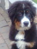 Berner Sennenhund Hund