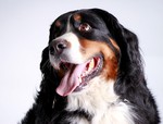Berner Sennenhund, Carla - Augen zum Verlieben , Carla - Augen zum Verlieben