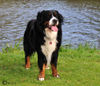 Berner Sennenhund Hund