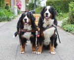 Berner Sennenhund Hund