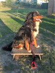 Berner Sennenhund, SAM - geniesst die Abendsonne , SAM - geniesst die Abendsonne