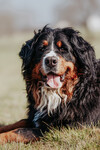 Berner Sennenhund Foto: DONNA - Ruhepause muss jetzt sein nach dem Spielen mit den Kumpels (ID 47838) Berner Sennenhund Hund